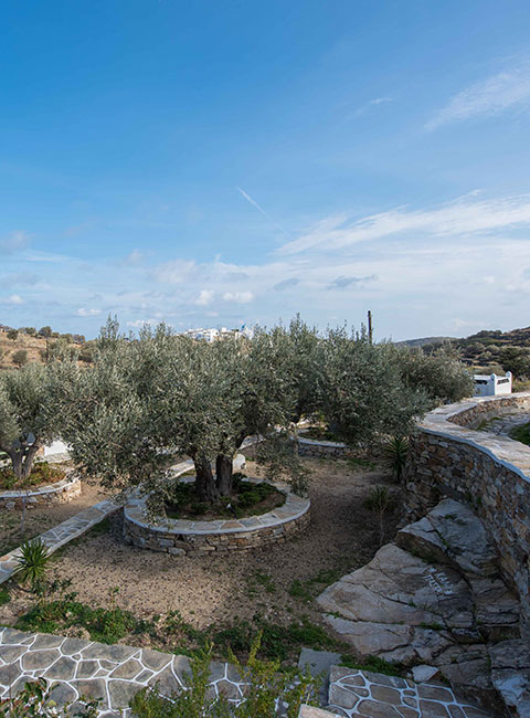 The garden with the olive trees and the dovecote